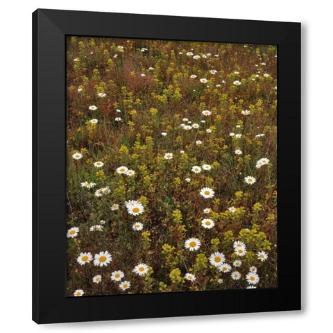 USA, Oregon Parentucellia and daisies in field Black Modern Wood Framed Art Print by Terrill, Steve
