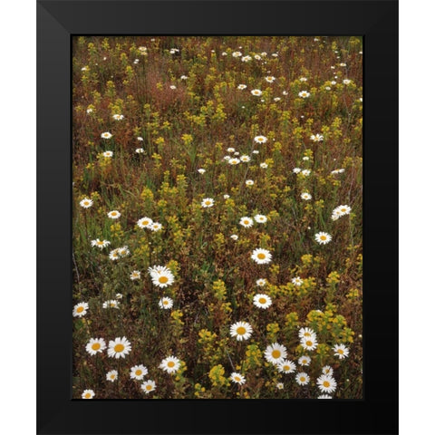 USA, Oregon Parentucellia and daisies in field Black Modern Wood Framed Art Print by Terrill, Steve