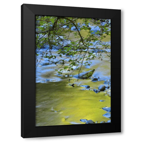 Oregon Alder tree over South Fork Wilson River Black Modern Wood Framed Art Print by Terrill, Steve