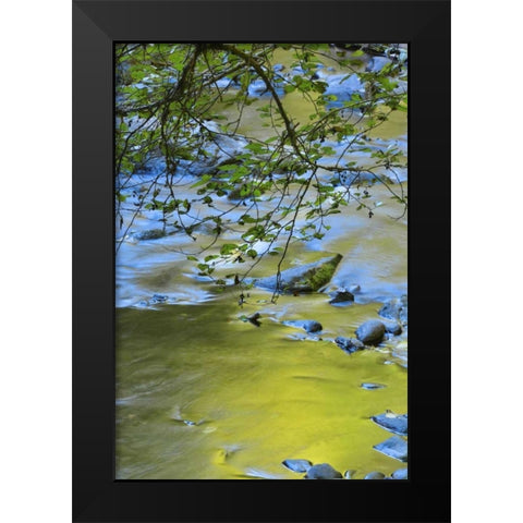 Oregon Alder tree over South Fork Wilson River Black Modern Wood Framed Art Print by Terrill, Steve