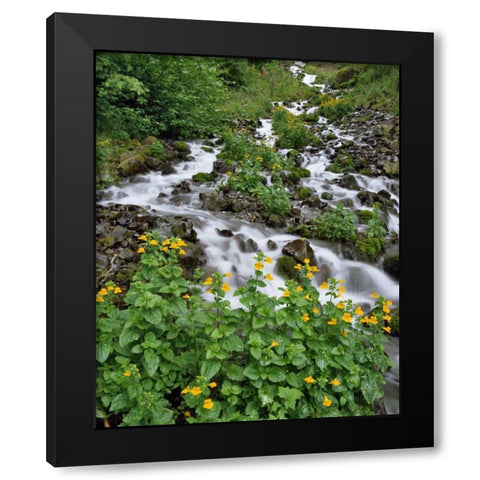 OR Yellow monkeyflowers along Wahkeena Creek Black Modern Wood Framed Art Print with Double Matting by Terrill, Steve