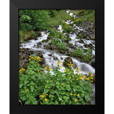 OR Yellow monkeyflowers along Wahkeena Creek Black Modern Wood Framed Art Print by Terrill, Steve