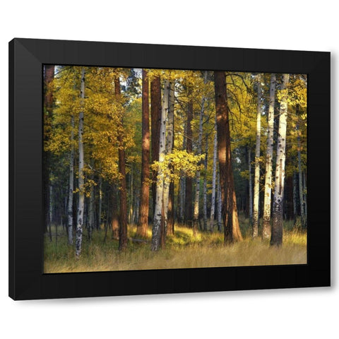Oregon, Deschutes NF Trees in autumn Black Modern Wood Framed Art Print with Double Matting by Terrill, Steve