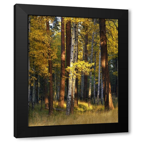 Oregon, Deschutes NF Trees in autumn Black Modern Wood Framed Art Print with Double Matting by Terrill, Steve