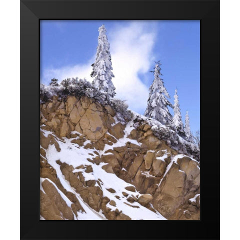 Oregon, Mt Ashland Evergreens covered with snow Black Modern Wood Framed Art Print by Terrill, Steve