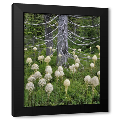 OR, Mount Hood NF Beargrass around evergreen Black Modern Wood Framed Art Print by Terrill, Steve