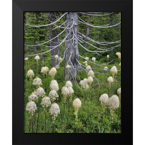 OR, Mount Hood NF Beargrass around evergreen Black Modern Wood Framed Art Print by Terrill, Steve