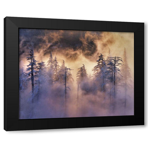 Oregon, Mt Hood NF Evergreens in fog Black Modern Wood Framed Art Print by Terrill, Steve