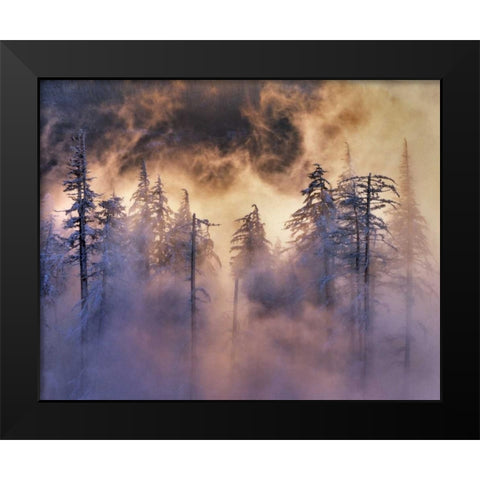 Oregon, Mt Hood NF Evergreens in fog Black Modern Wood Framed Art Print by Terrill, Steve
