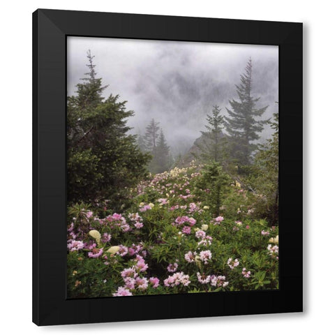 Oregon, Mt Hood NF Rhododendrons and beargrass Black Modern Wood Framed Art Print with Double Matting by Terrill, Steve