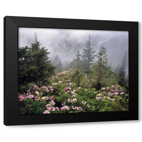Oregon, Mt Hood NF Rhododendrons and beargrass Black Modern Wood Framed Art Print by Terrill, Steve