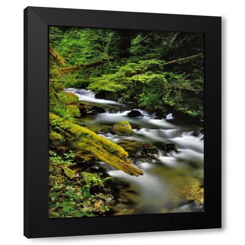Oregon, Mt Hood NF Still Creek scenic Black Modern Wood Framed Art Print by Terrill, Steve