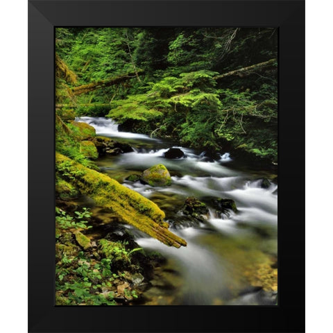 Oregon, Mt Hood NF Still Creek scenic Black Modern Wood Framed Art Print by Terrill, Steve