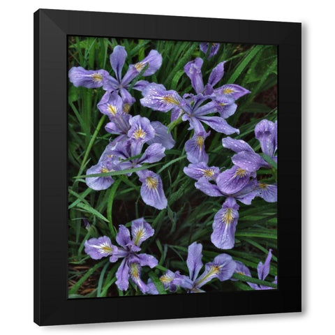 Oregon, Mt Hood National Forest Wild iris Black Modern Wood Framed Art Print by Terrill, Steve