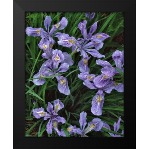 Oregon, Mt Hood National Forest Wild iris Black Modern Wood Framed Art Print by Terrill, Steve