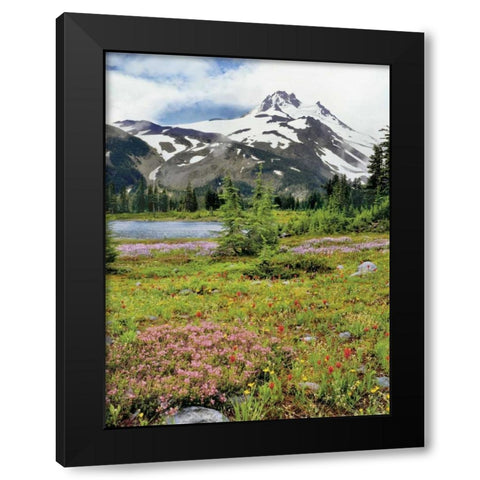 OR Mount Jefferson and field of flowers Black Modern Wood Framed Art Print with Double Matting by Terrill, Steve