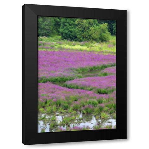 OR, Oaks Bottom Purple loosestrife in marsh Black Modern Wood Framed Art Print by Terrill, Steve
