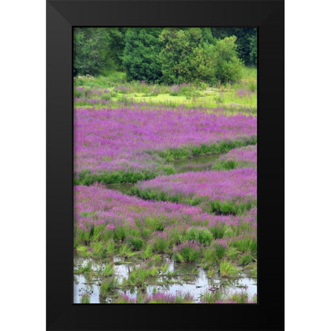 OR, Oaks Bottom Purple loosestrife in marsh Black Modern Wood Framed Art Print by Terrill, Steve