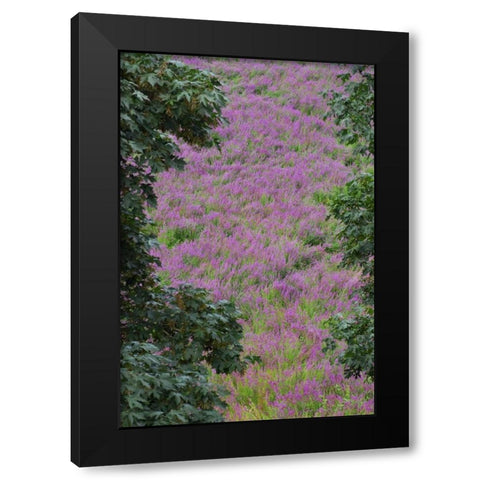 Oregon, Oaks Bottom Purple loosestrife flowers Black Modern Wood Framed Art Print with Double Matting by Terrill, Steve
