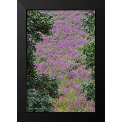 Oregon, Oaks Bottom Purple loosestrife flowers Black Modern Wood Framed Art Print by Terrill, Steve