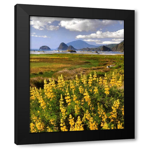 OR, Ophir Yellow lupine and ocean beach Black Modern Wood Framed Art Print by Terrill, Steve
