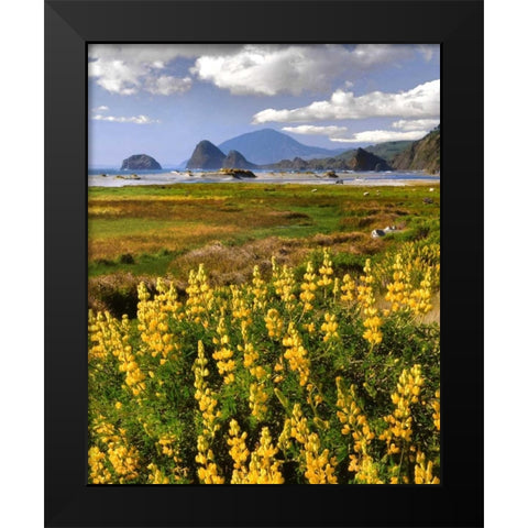 OR, Ophir Yellow lupine and ocean beach Black Modern Wood Framed Art Print by Terrill, Steve