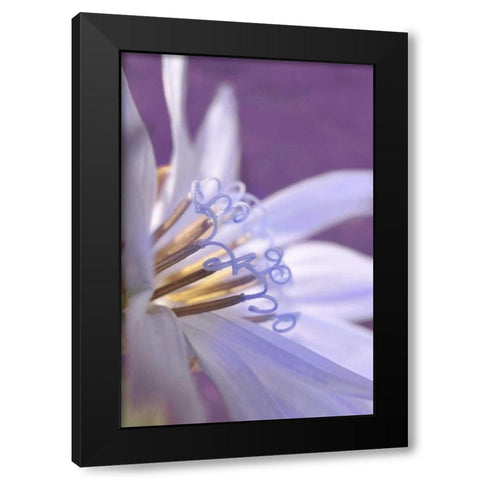 Oregon, Portland Close-up of chicory wildflower Black Modern Wood Framed Art Print by Terrill, Steve