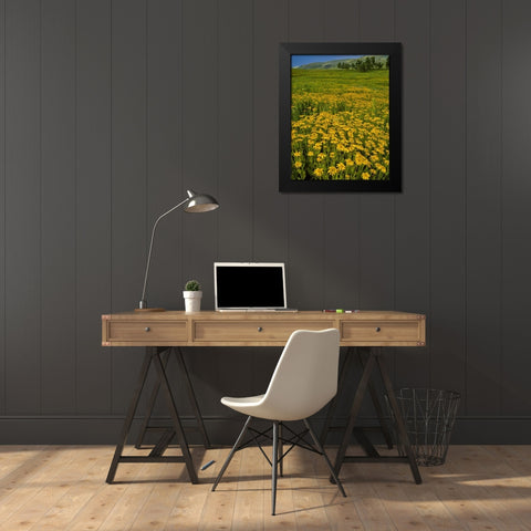 Oregon, Steens Mountain Meadow of arnica flowers Black Modern Wood Framed Art Print by Terrill, Steve