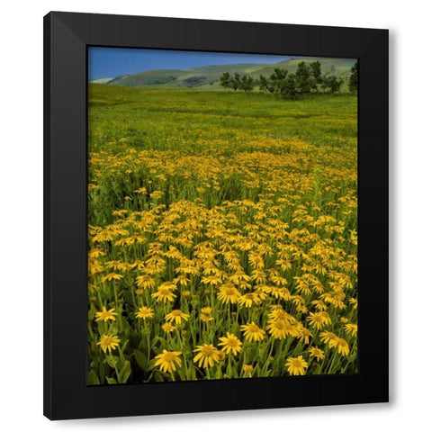 Oregon, Steens Mountain Meadow of arnica flowers Black Modern Wood Framed Art Print by Terrill, Steve