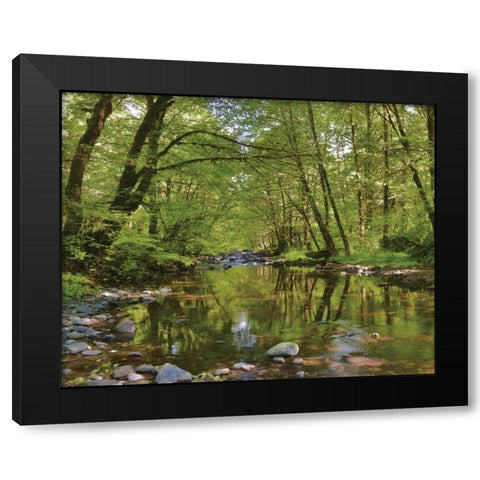 Oregon, Tillamook State Forest Wilson River Black Modern Wood Framed Art Print by Terrill, Steve