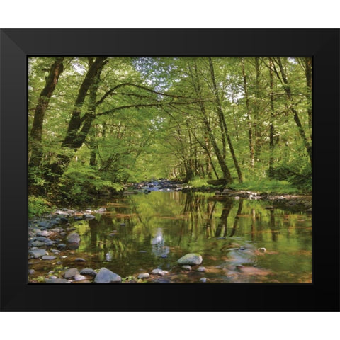 Oregon, Tillamook State Forest Wilson River Black Modern Wood Framed Art Print by Terrill, Steve