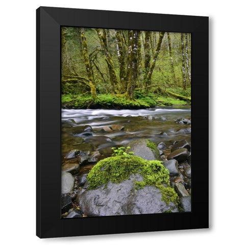 Oregon, Tillamook State Forest Wilson River Black Modern Wood Framed Art Print with Double Matting by Terrill, Steve