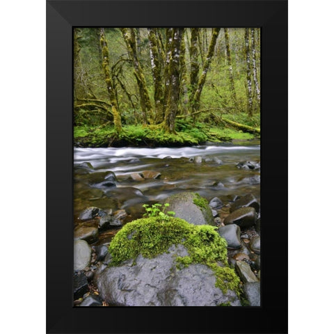 Oregon, Tillamook State Forest Wilson River Black Modern Wood Framed Art Print by Terrill, Steve