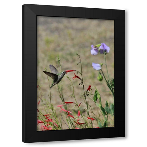 OR, OR, Portland Hummingbird feeding on salvia Black Modern Wood Framed Art Print with Double Matting by Terrill, Steve