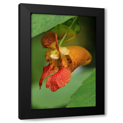 Oregon, Oregon Close-up of jewelweed flower Black Modern Wood Framed Art Print by Terrill, Steve
