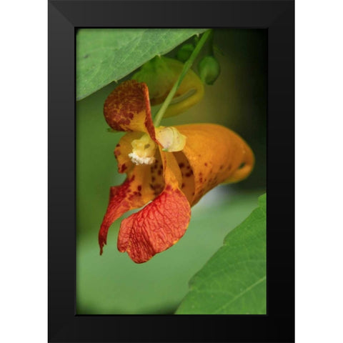Oregon, Oregon Close-up of jewelweed flower Black Modern Wood Framed Art Print by Terrill, Steve