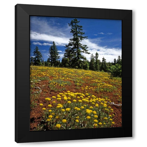 OR, Wallowa-Whitman NF Yellow eriogonum Black Modern Wood Framed Art Print with Double Matting by Terrill, Steve