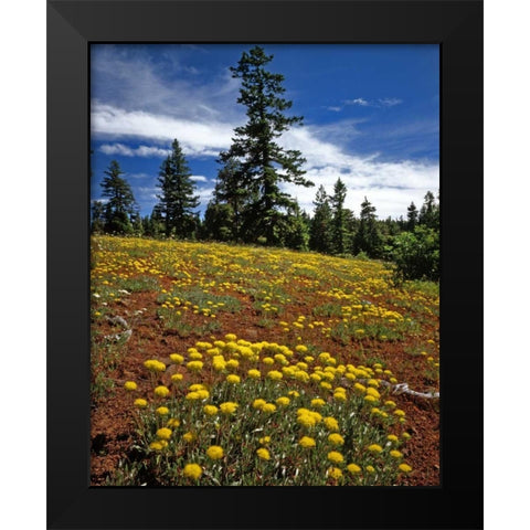 OR, Wallowa-Whitman NF Yellow eriogonum Black Modern Wood Framed Art Print by Terrill, Steve