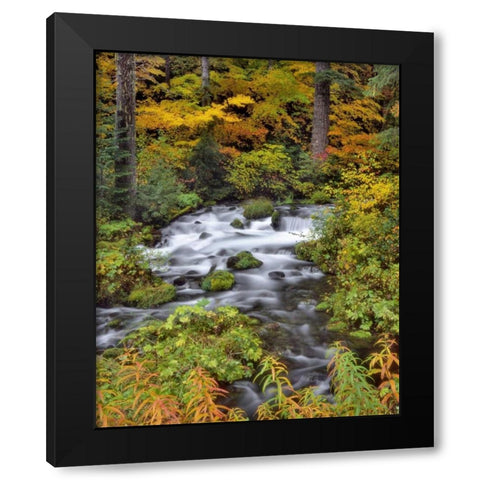 OR, Willamette NF Roaring River through Oregon Black Modern Wood Framed Art Print by Terrill, Steve
