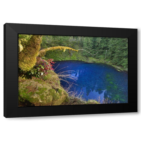 Oregon Blue or Tamolitch Pool on McKenzie River Black Modern Wood Framed Art Print with Double Matting by Terrill, Steve
