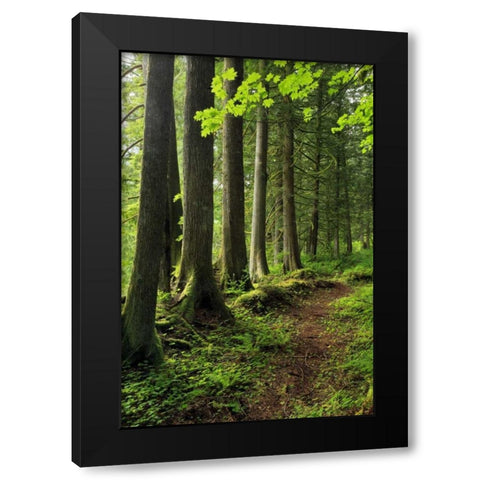 USA, Oregon Forest trail scenic Black Modern Wood Framed Art Print by Terrill, Steve