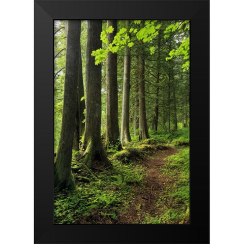 USA, Oregon Forest trail scenic Black Modern Wood Framed Art Print by Terrill, Steve