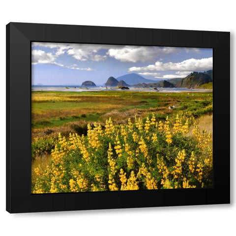Oregon Landscape of yellow lupine and beach Black Modern Wood Framed Art Print with Double Matting by Terrill, Steve