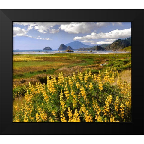 Oregon Landscape of yellow lupine and beach Black Modern Wood Framed Art Print by Terrill, Steve
