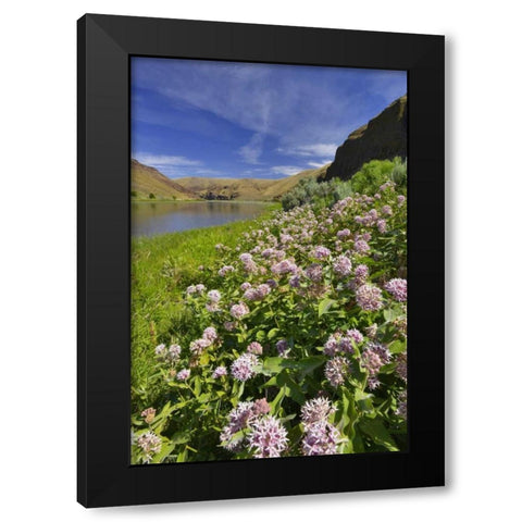 USA, Oregon Milkweed along the John Day River Black Modern Wood Framed Art Print with Double Matting by Terrill, Steve