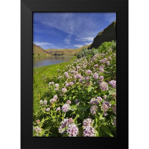 USA, Oregon Milkweed along the John Day River Black Modern Wood Framed Art Print by Terrill, Steve