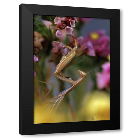 USA, Oregon Praying mantis on static flower Black Modern Wood Framed Art Print by Terrill, Steve