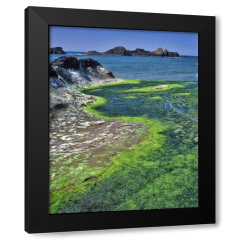 Oregon Rock formations and algae at Seal Rock Black Modern Wood Framed Art Print with Double Matting by Terrill, Steve