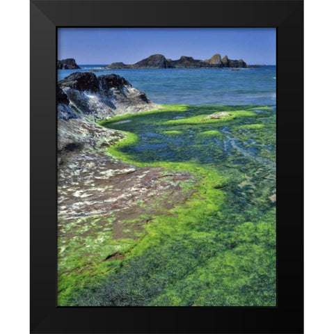 Oregon Rock formations and algae at Seal Rock Black Modern Wood Framed Art Print by Terrill, Steve