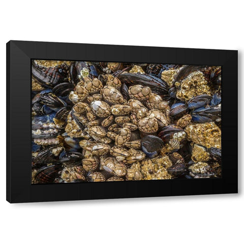 Oregon-Bandon Beach Barnacles and mussels close-up  Black Modern Wood Framed Art Print by Jaynes Gallery
